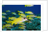 Bluelined Snapper in French Polynesia by Anonymous