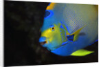 Queen Angelfish in Key Largo by Anonymous