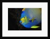 Queen Angelfish in Key Largo by Anonymous