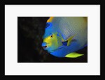 Queen Angelfish in Key Largo by Anonymous