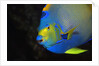 Queen Angelfish in Key Largo by Anonymous