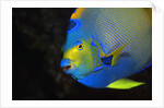 Queen Angelfish in Key Largo by Anonymous