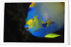 Queen Angelfish in Key Largo by Anonymous