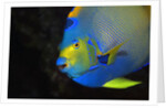 Queen Angelfish in Key Largo by Anonymous