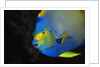 Queen Angelfish in Key Largo by Anonymous