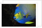 Queen Angelfish in Key Largo by Anonymous