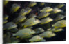 School of Bluestriped Grunt in the Florida Keys by Anonymous