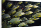 School of Bluestriped Grunt in the Florida Keys by Anonymous