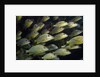 School of Bluestriped Grunt in the Florida Keys by Anonymous