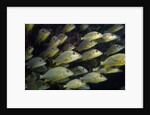 School of Bluestriped Grunt in the Florida Keys by Anonymous
