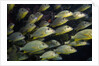 School of Bluestriped Grunt in the Florida Keys by Anonymous
