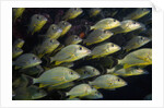 School of Bluestriped Grunt in the Florida Keys by Anonymous