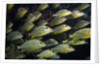 School of Bluestriped Grunt in the Florida Keys by Anonymous