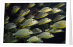 School of Bluestriped Grunt in the Florida Keys by Anonymous
