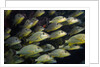 School of Bluestriped Grunt in the Florida Keys by Anonymous