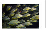School of Bluestriped Grunt in the Florida Keys by Anonymous