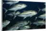 School of Bigeye Jack by Anonymous