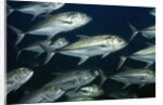 School of Bigeye Jack by Anonymous