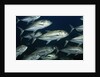 School of Bigeye Jack by Anonymous