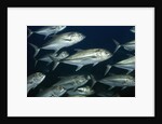 School of Bigeye Jack by Anonymous