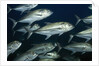 School of Bigeye Jack by Anonymous