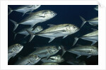 School of Bigeye Jack by Anonymous