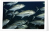 School of Bigeye Jack by Anonymous