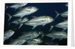 School of Bigeye Jack by Anonymous