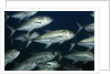 School of Bigeye Jack by Anonymous