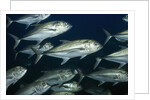 School of Bigeye Jack by Anonymous
