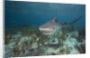 Tiger Shark in the Bahamas by Anonymous