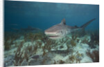 Tiger Shark in the Bahamas by Anonymous