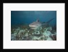 Tiger Shark in the Bahamas by Anonymous