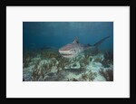 Tiger Shark in the Bahamas by Anonymous