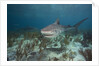 Tiger Shark in the Bahamas by Anonymous