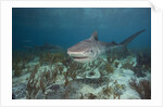 Tiger Shark in the Bahamas by Anonymous