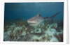 Tiger Shark in the Bahamas by Anonymous