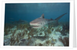 Tiger Shark in the Bahamas by Anonymous