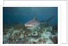 Tiger Shark in the Bahamas by Anonymous