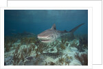 Tiger Shark in the Bahamas by Anonymous