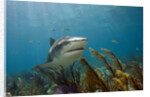 Tiger Shark in the Bahamas by Anonymous
