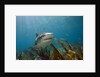 Tiger Shark in the Bahamas by Anonymous