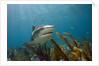 Tiger Shark in the Bahamas by Anonymous
