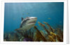 Tiger Shark in the Bahamas by Anonymous
