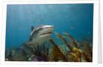 Tiger Shark in the Bahamas by Anonymous