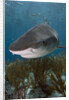 Tiger Shark in the Bahamas by Anonymous