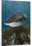 Tiger Shark in the Bahamas by Anonymous