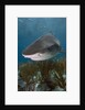Tiger Shark in the Bahamas by Anonymous