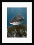 Tiger Shark in the Bahamas by Anonymous