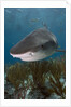 Tiger Shark in the Bahamas by Anonymous